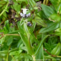 Neanotis nummularia (Arn.) W.H.Lewis